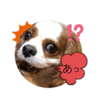 キャバリア♡オリバー⑧（個別スタンプ：14）