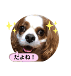 キャバリア♡オリバー⑧（個別スタンプ：15）