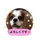 キャバリア♡オリバー⑧（個別スタンプ：16）