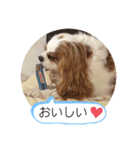 キャバリア♡オリバー⑧（個別スタンプ：17）