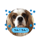 キャバリア♡オリバー⑧（個別スタンプ：18）