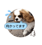 キャバリア♡オリバー⑧（個別スタンプ：20）