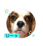 キャバリア♡オリバー⑧（個別スタンプ：26）