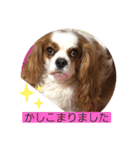 キャバリア♡オリバー⑧（個別スタンプ：27）