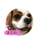 キャバリア♡オリバー⑧（個別スタンプ：30）