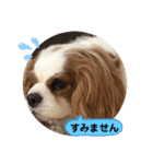 キャバリア♡オリバー⑧（個別スタンプ：33）