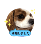 キャバリア♡オリバー⑧（個別スタンプ：34）