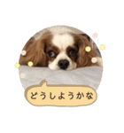 キャバリア♡オリバー⑧（個別スタンプ：37）