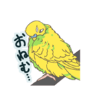 もちふわインコ（個別スタンプ：2）