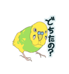 もちふわインコ（個別スタンプ：5）