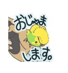 もちふわインコ（個別スタンプ：6）