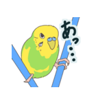 もちふわインコ（個別スタンプ：8）