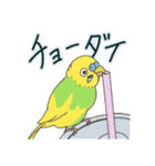 もちふわインコ（個別スタンプ：11）