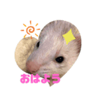 フェレットのお顔（個別スタンプ：5）