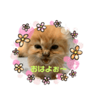 保護猫 ＆ COCO ❸（個別スタンプ：1）