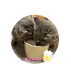 保護猫 ＆ COCO ❸（個別スタンプ：3）