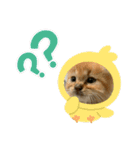 保護猫 ＆ COCO ❸（個別スタンプ：4）