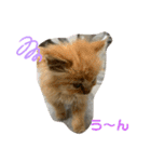 保護猫 ＆ COCO ❸（個別スタンプ：5）