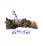 保護猫 ＆ COCO ❸（個別スタンプ：7）
