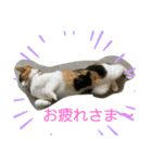 保護猫 ＆ COCO ❸（個別スタンプ：9）