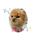 保護猫 ＆ COCO ❸（個別スタンプ：11）