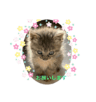 保護猫 ＆ COCO ❸（個別スタンプ：12）