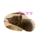 保護猫 ＆ COCO ❸（個別スタンプ：14）