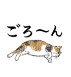 猫の菊ちゃんスタンプ（個別スタンプ：9）