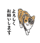 猫の菊ちゃんスタンプ（個別スタンプ：12）