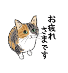 猫の菊ちゃんスタンプ（個別スタンプ：20）