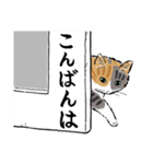 猫の菊ちゃんスタンプ（個別スタンプ：27）