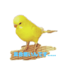 金運戦士金ちゃんです(*•̀ㅂ•́)و✧（個別スタンプ：2）
