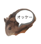 チャチャのスタンプです！（個別スタンプ：1）