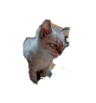 にゃんこの叫び（個別スタンプ：2）