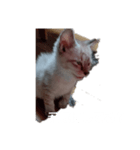 にゃんこの叫び（個別スタンプ：3）