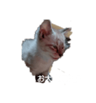 にゃんこの叫び（個別スタンプ：4）