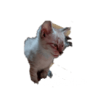 にゃんこの叫び（個別スタンプ：5）