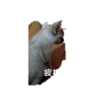 にゃんこの叫び（個別スタンプ：6）
