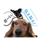 ChappyCooChocoTaro（個別スタンプ：9）