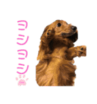ChappyCooChocoTaro（個別スタンプ：15）