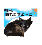 ChappyCooChocoTaro（個別スタンプ：16）