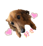 ChappyCooChocoTaro（個別スタンプ：17）