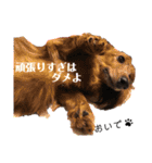 ChappyCooChocoTaro（個別スタンプ：25）