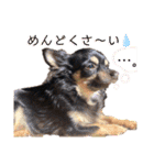 ChappyCooChocoTaro（個別スタンプ：28）