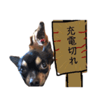 ChappyCooChocoTaro（個別スタンプ：31）