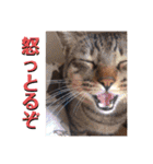 ChappyCooChocoTaro（個別スタンプ：36）