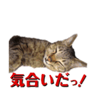 ChappyCooChocoTaro（個別スタンプ：37）
