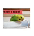 鉱物＆インコスタンプ（個別スタンプ：5）