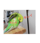 鉱物＆インコスタンプ（個別スタンプ：6）