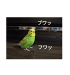鉱物＆インコスタンプ（個別スタンプ：7）